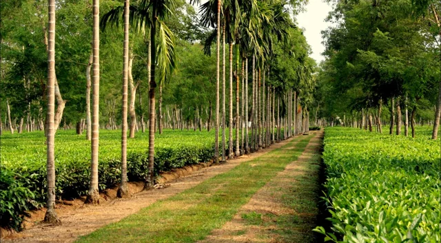 Dibrugarh: Tea Gardens & River Islands
