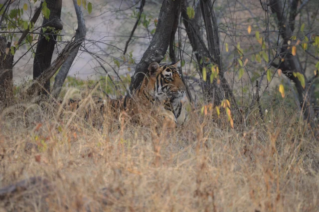 Palaces, Tigers & the Ganges