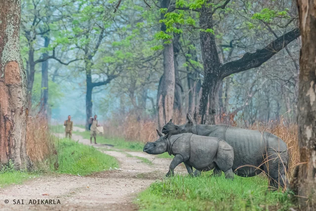 seven sisters kaziranga