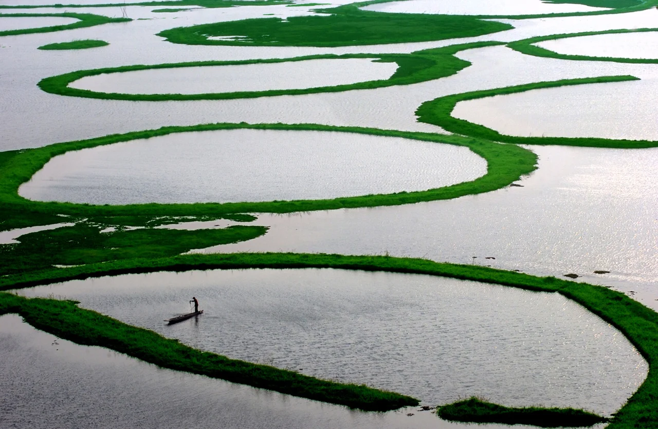 Fisherman among floating vegetation on Loktak Lake
